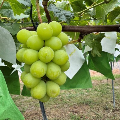 【2026年先行予約】シャインマスカット 約1kg(2～3房)