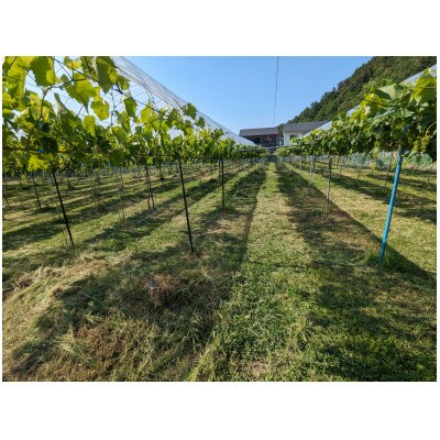 【2026年先行予約】シャインマスカット 約1kg(2～3房)