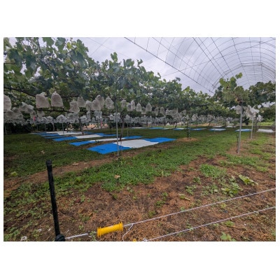 【2026年先行予約】シャインマスカット 約1kg(2～3房)