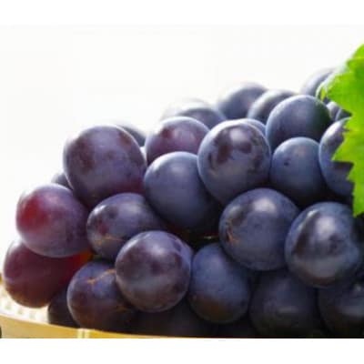 �y2026�N��s�\��z�i�K�m�p�[�v�� ��1kg(2�`3�[)