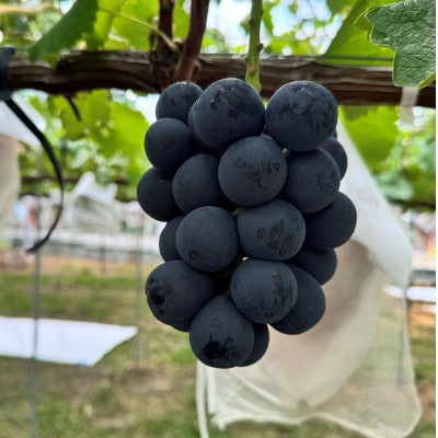 【2026年先行予約】ナガノパープル 約1kg(2～3房)