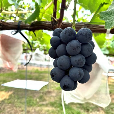 【2026年先行予約】ナガノパープル 約1kg(2～3房)