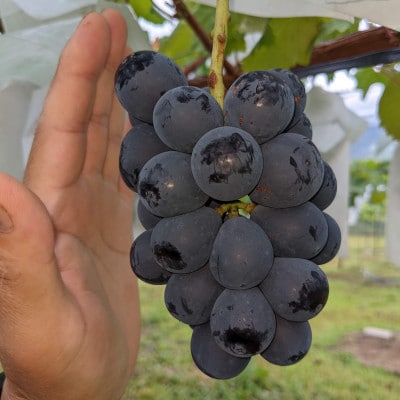 【2026年先行予約】ナガノパープル 約1kg(2～3房)