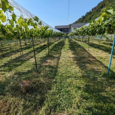 【2026年先行予約】ナガノパープル 約1kg(2～3房)