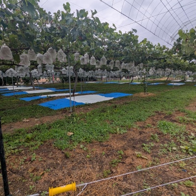 【2026年先行予約】ナガノパープル 約1kg(2～3房)