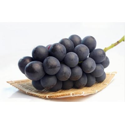 【2026年先行予約】氷温保存ナガノパープル 900g以上(2房)