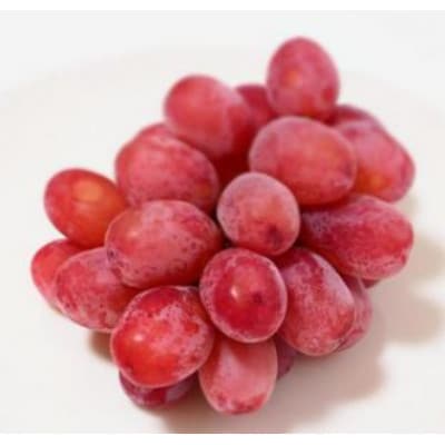 �y2026�N��s�\��z�X���ۑ��N�C�[�����[�W��(R) 900g�ȏ�(2�[)