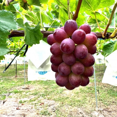 【2026年先行予約】氷温保存クイーンルージュ(R) 900g以上(2房)