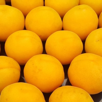 【2026年先行予約】あんず おひさまコット(生食/皮ごとOK) 2kg