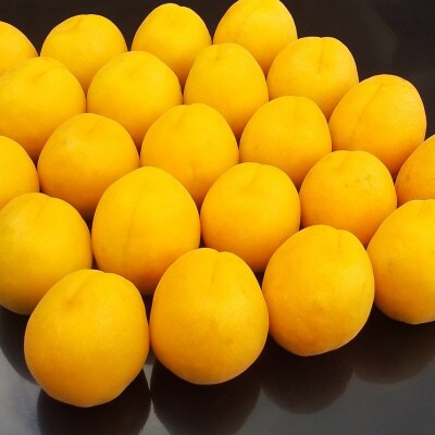 【2026年先行予約】あんず おひさまコット(生食/皮ごとOK) 2kg