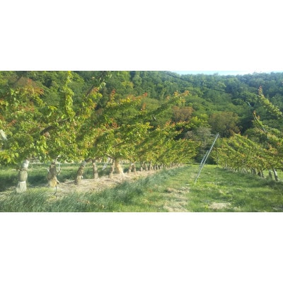 【2026年先行予約】あんず おひさまコット(生食/皮ごとOK) 2kg