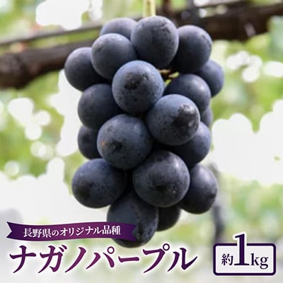 【2026年先行予約】ナガノパープル 約1kg