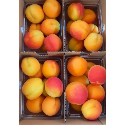 あんず　ハーコット　約2kg