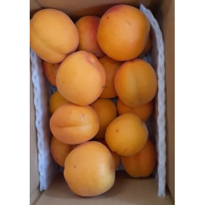 あんず　信月　約2kg