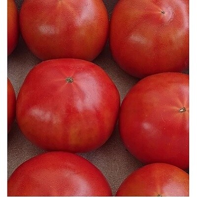 くらはし野菜の王国 あくまトマト フルーツトマト 9 個 No5624 0857 お礼品詳細 ふるさと納税なら さとふる
