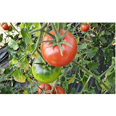 くらはし野菜の王国 あくまトマト フルーツトマト 9 個 No5624 0857 お礼品詳細 ふるさと納税なら さとふる