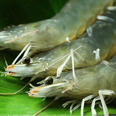 くれぇ海老 養殖バナメイエビ 340g 3パック No5624 0906 お礼品詳細 ふるさと納税なら さとふる