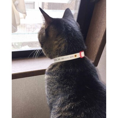 軽くて肌に優しい　猫介護期用首輪(ピンク)