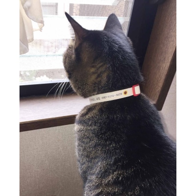 軽くて肌に優しい　猫介護期用首輪(グリーン)
