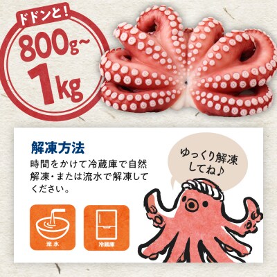 冷凍 国産 地だこ 1尾 (約800g～1kg)