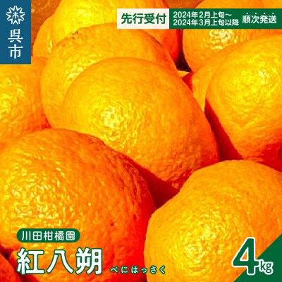【先行受付】川田柑橘園 広島原産 「紅八朔」4kg