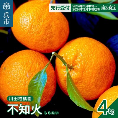 【先行受付】川田柑橘園 広島県産大長柑橘 「不知火(しらぬい)」4kg