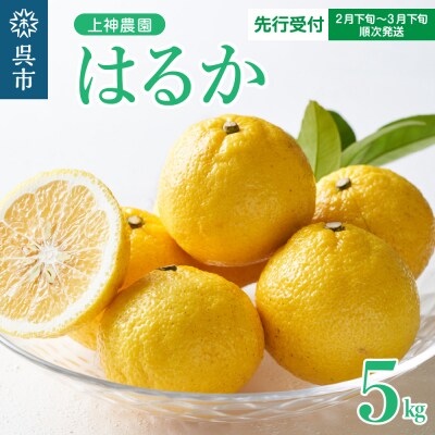 【先行受付】上神農園のはるか 約5kg