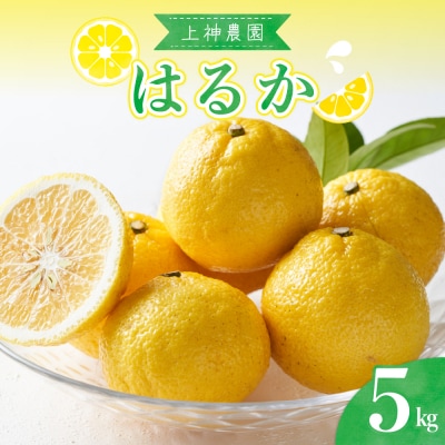 【2026年2月下旬～発送】上神農園のはるか 約5kg ku011-011-25