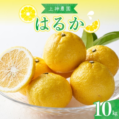 【2026年2月下旬～発送】上神農園のはるか 約10kg ku011-012-25