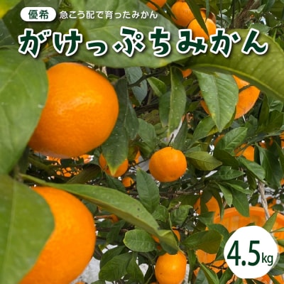 【2025年12月上旬～発送】がけっぷちみかん4.5kg ku044-010-25