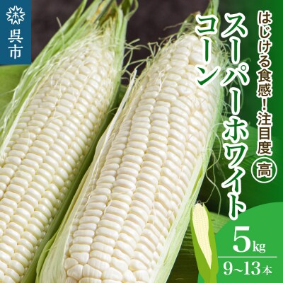  【品種 スーパーホワイトコーン】白色 箱込 約5kg 9本～13本≪6月中旬ごろより順次発送開始≫