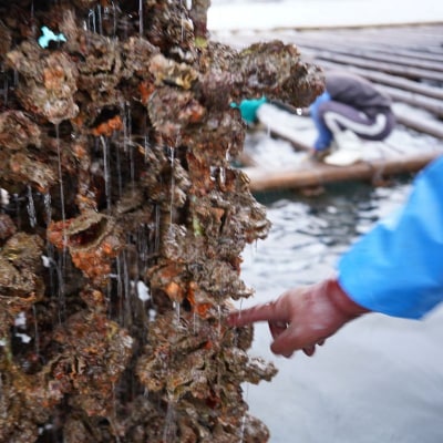 呉市養殖かき事業者支援寄附金　ku000-003-1-r