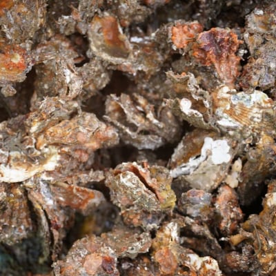 呉市養殖かき事業者支援寄附金　ku000-003-5-r