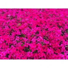 芝桜(シバザクラ)スカーレットフレイム　赤い花　9センチポット　30株セット | ふるさと納税のお礼品