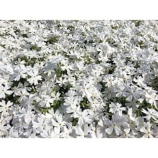 芝桜(シバザクラ)モンブランホワイト　純白の花　9センチポット　30株セット