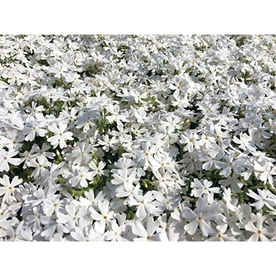 芝桜 シバザクラ モンブランホワイト 純白の花 9センチポット 30株セット お礼品詳細 ふるさと納税なら さとふる 芝桜 シバザクラ モンブランホワイト 純白の花 9センチポット 30株セット お礼品詳細 ふるさと納税なら さとふる