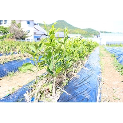 【2026年4月上旬より発送】八朔(はっさく)苗木2年生1本入り