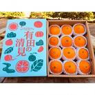 【まごころ手選別】有田の清見化粧箱Lサイズ12個入り　2024年3月上旬より順次発送