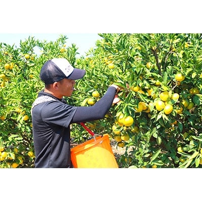 11月中旬より順次発送【まごころ手選別】和歌山産有田みかん5kg (S～Lサイズ)【サイズおまかせ】