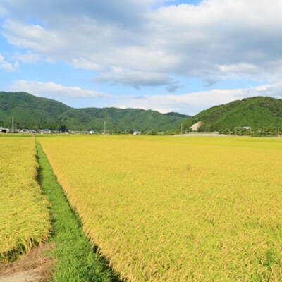 「2021年2月中旬発送」【令和2年産】米ぬか牡蠣殻栽培米コシヒカリ『一心良米』無洗米5kg