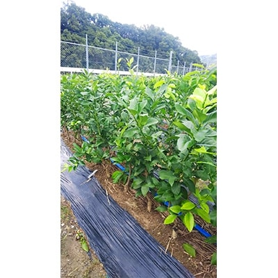 【2026年4月上旬より発送】檸檬(レモン)苗木2年生1本