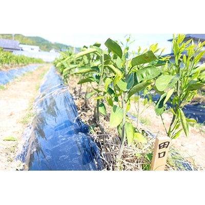 【2026年4月上旬より発送】みかん苗木2年生【田口早生】1本　