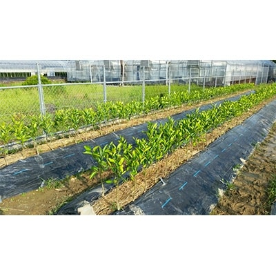 【2026年4月上旬より発送】みかん苗木2年生【宮川早生】1本　