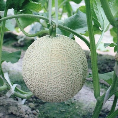 19 ふるさと納税でおいしいメロンが食べられる 絶品メロンランキングベスト10 暮らしニスタ