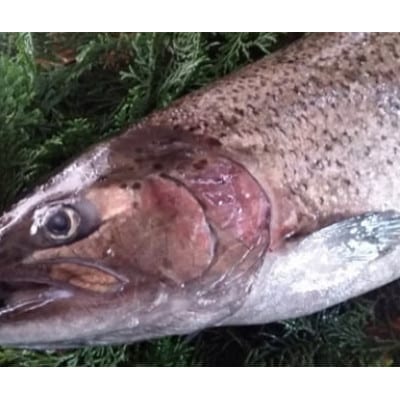 山梨県ブランドサーモン「富士の介」の漬け魚2種セット