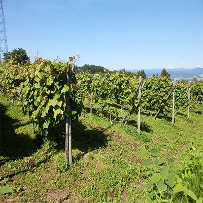 【岩手・南昌山の恵み】　甘熟　山ぶどう720ml