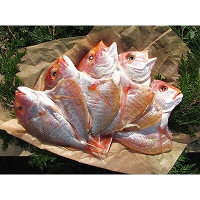 【2019年7月発送】 丹後のお魚屋さん一押しの絶品レンコダイの一夜干し5枚(冷蔵)
