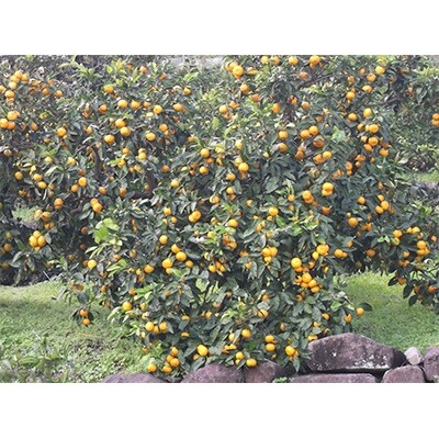 長崎県産　訳あり早生みかん10Kg(ご自宅用)