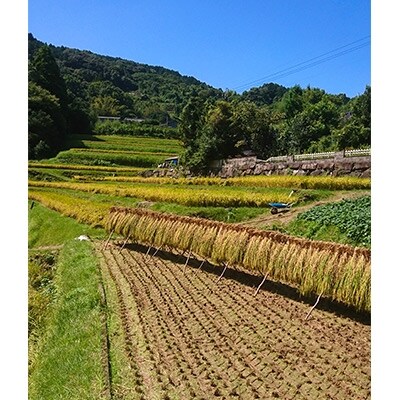 長崎県産　棚田天日掛け干し　ヒノヒカリ5Kg　(令和4年産)