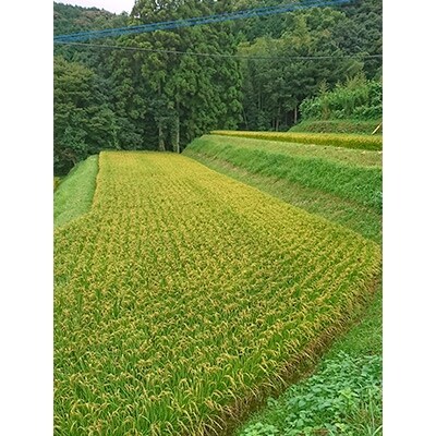 長崎県産　棚田天日掛け干し　にこまる5Kg　(令和4年産)